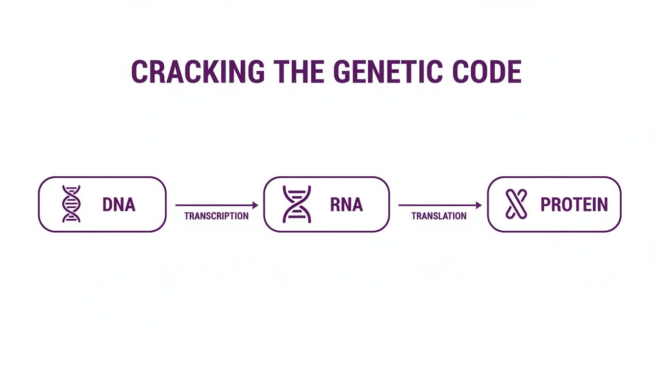 Diagram illustrating cracking the genetic code: DNA transcribed to RNA, then translated to protein.